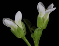 Cardamine eminentia. Side view of flowers.
 Image: P.B. Heenan © Landcare Research 2019 CC BY 3.0 NZ